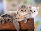 Красивые кошечки картинки