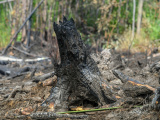 Лесной пожар в Нарва-Йыэсуу локализован, угрозы распространению огня нет 