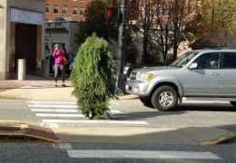 Полиция арестовала мужика-дерево за то, что он рос посреди дороги