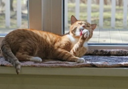 Городское собрание Нарвы одобрило проведение конкурса на нового оператора приюта для животных