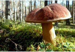 Эстонский ученый прогнозирует большой урожай грибов в этом году 
