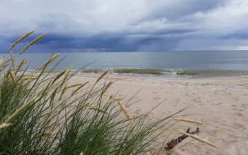Департамент здоровья выявил на пляжах Эстонии холерный вибрион