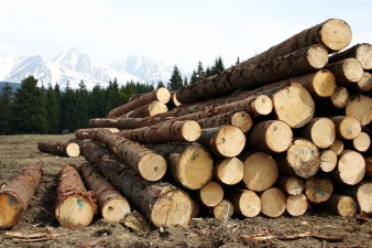 Ущерб от спиленных в нарвском садоводстве Elektron деревьев оценили в 9500 евро 