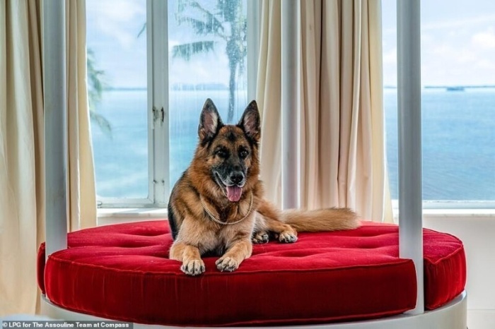 От имени пса-миллионера продают роскошный особняк в Майями