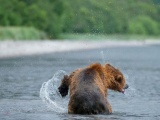 Бурые медведи на Камчатке