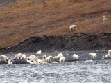 Огромное скопление белых медведей в заповеднике «Остров Врангеля»