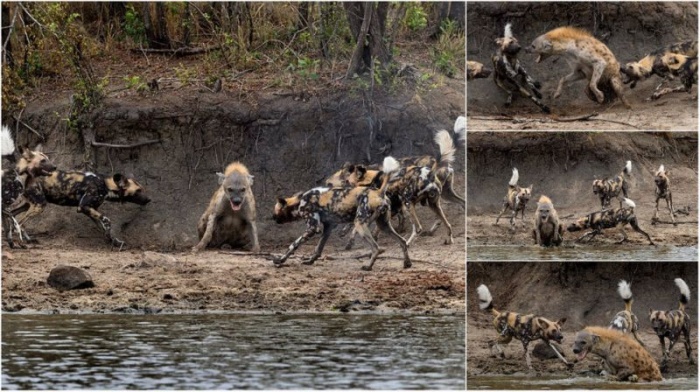 Гиена прыгнула в реку, чтобы убежать от стаи диких собак