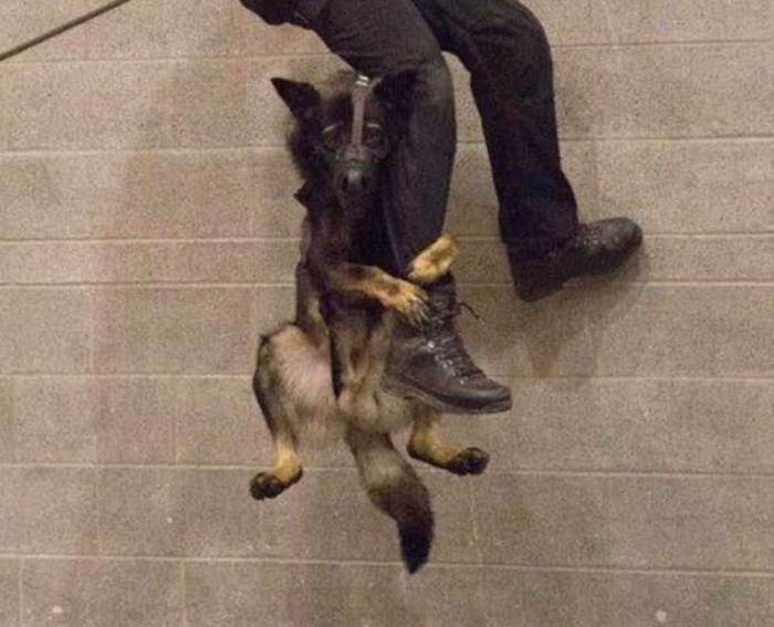 Верный пес-полицейский ни при каких обстоятельствах не оставит напарника