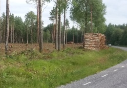 Лесничий о вырубках: лес в Васкнарве был посажен 90 лет назад с целью получения древесины 