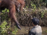 Рука помощи: орангутан попытался помочь стоявшему в воде мужчине