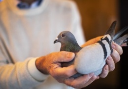В Бельгии продали гоночного голубя за $1,9 миллиона 