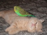 Невероятная дружба котёнка и попугая