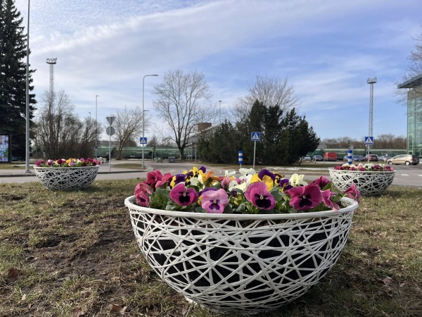 Пропавший с нарвской клумбы декоративный вазон найден. Город готовится к посадке весенних цветов