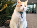  Кот целый год слонялся вокруг больницы, а потом его взяли туда охранником