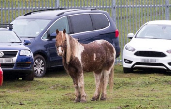Автомобили британцев, улетевших в отпуск, хранили в загоне с лошадьми