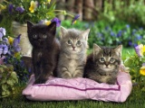 Симпатичные и милые маленькие котята
