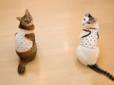 Одетые кошки