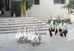 Полиция Китая использует гусей для борьбы с преступностью