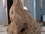 Китаец обнаружил в своем доме невероятно большое осиное гнездо