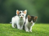 Симпатичные и милые маленькие котята