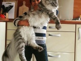 Мейн-кун - самые крупные домашние кошки в мире