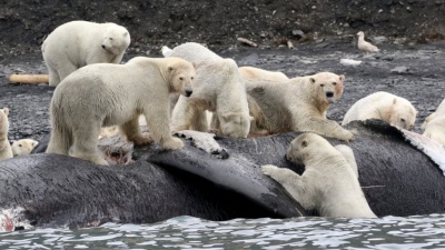 Не имея возможности ловить тюленей в тающих льдах, белые медведи едят трупы китов 