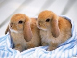 Кролики 