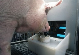 Ученые из США научили свиней играть в видеоигры