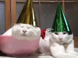 Новогодние коты