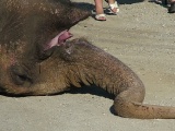 Фотоновость: в Нарве умер цирковой слон