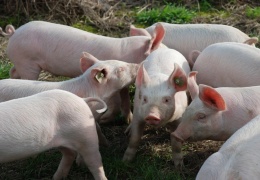 The Guardian: свиная чума сократила количество эстонских ферм в семь раз
