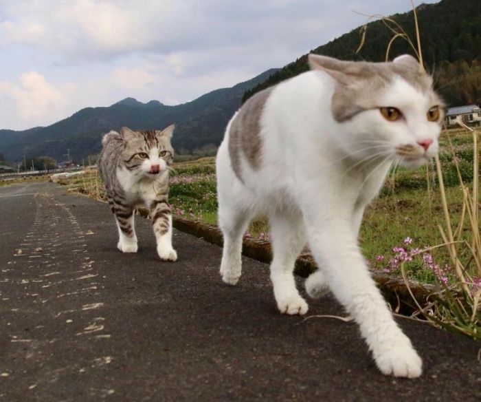 Фотогеничный кот Ньянкичи из Японии