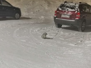 В тридцатиградусный мороз на улице сидела испуганная кошка, которую выгнали из дома