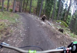 Медведь добавил экстрима велогонщикам