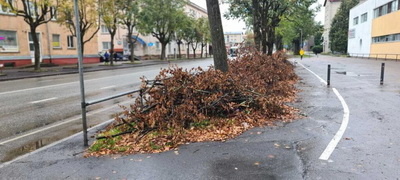 В Нарве вдоль Таллиннского шоссе навалены кучи веток. Чиновник объяснила, в чем тут дело