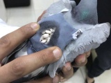 Таможенники задержали голубя с набитым наркотиками рюкзаком