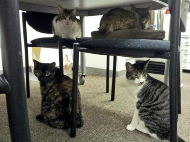 В Японии фирма разрешила работникам приносить на работу своих кошек!