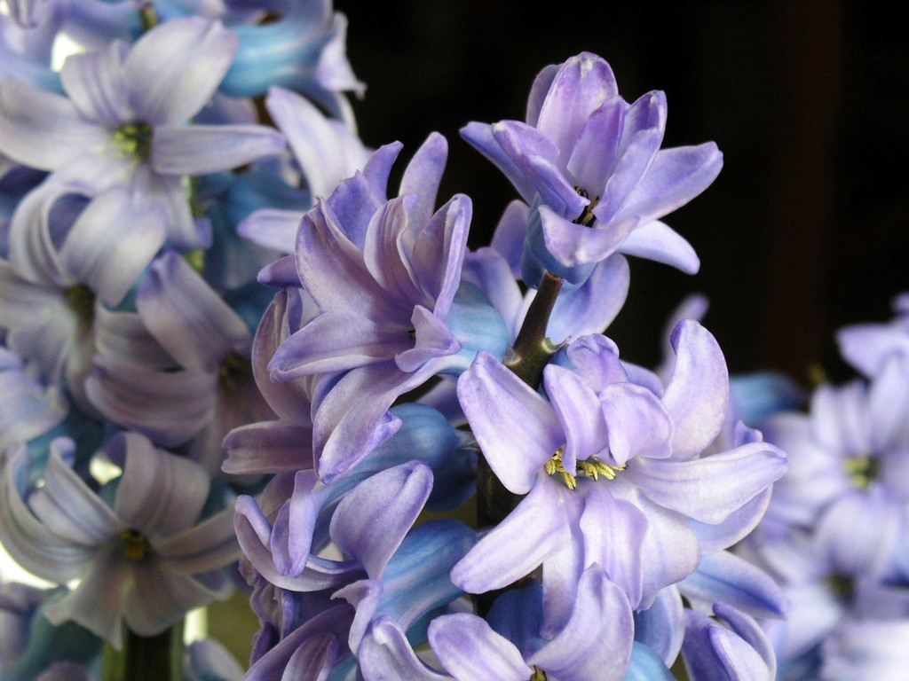 Purple Blue Cute Flowers Amazing Wallpapers All Flowers Send Flowers Comments Send Online Flowers